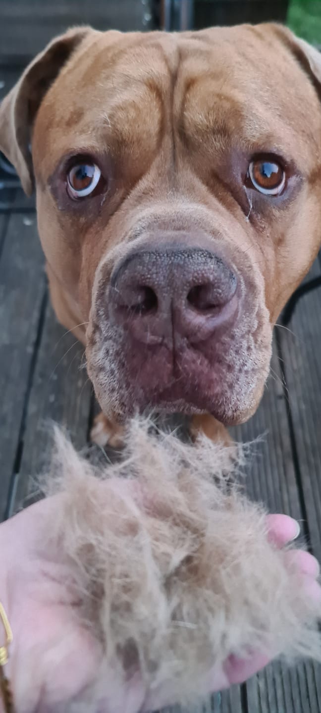 Customer photo review of Dog Deshedding Comb - Dog, Horse & Cat - Black