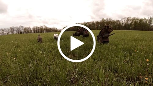 Customer video review of Turkey Decapper System