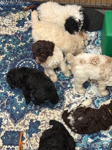 Customer photo review of Hanna’s Smoked Chicken Feet