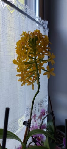 Customer photo review of Epidendrum Nordic Fire Dauerblüher mit orange-roten Blüten und 1 Rispe