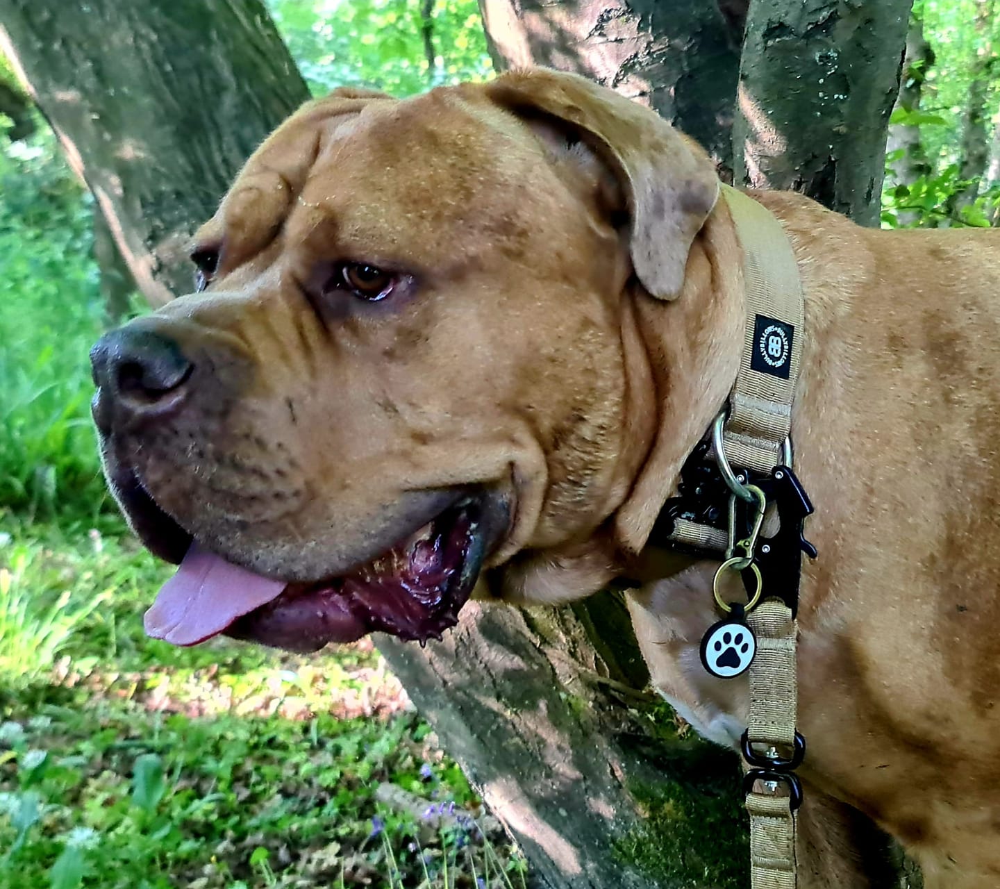 Customer photo review of 5cm Combat® Collar | NO Handle & Secure Clip - Tan