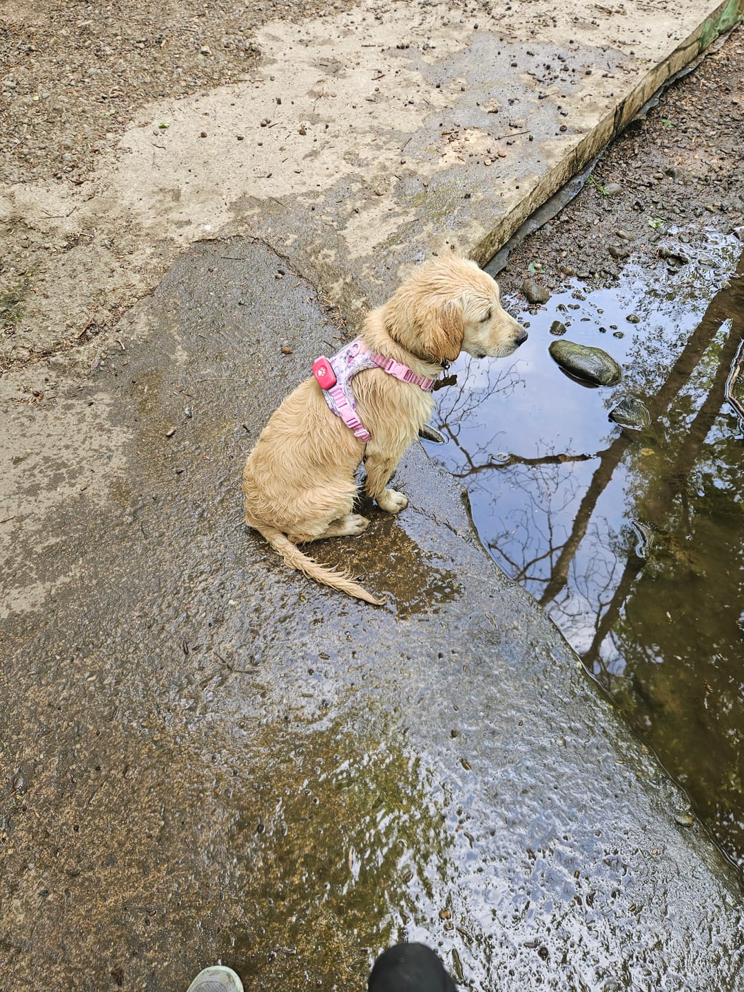 Customer photo review of Disney© Tough Trails™ Harness - Piglet