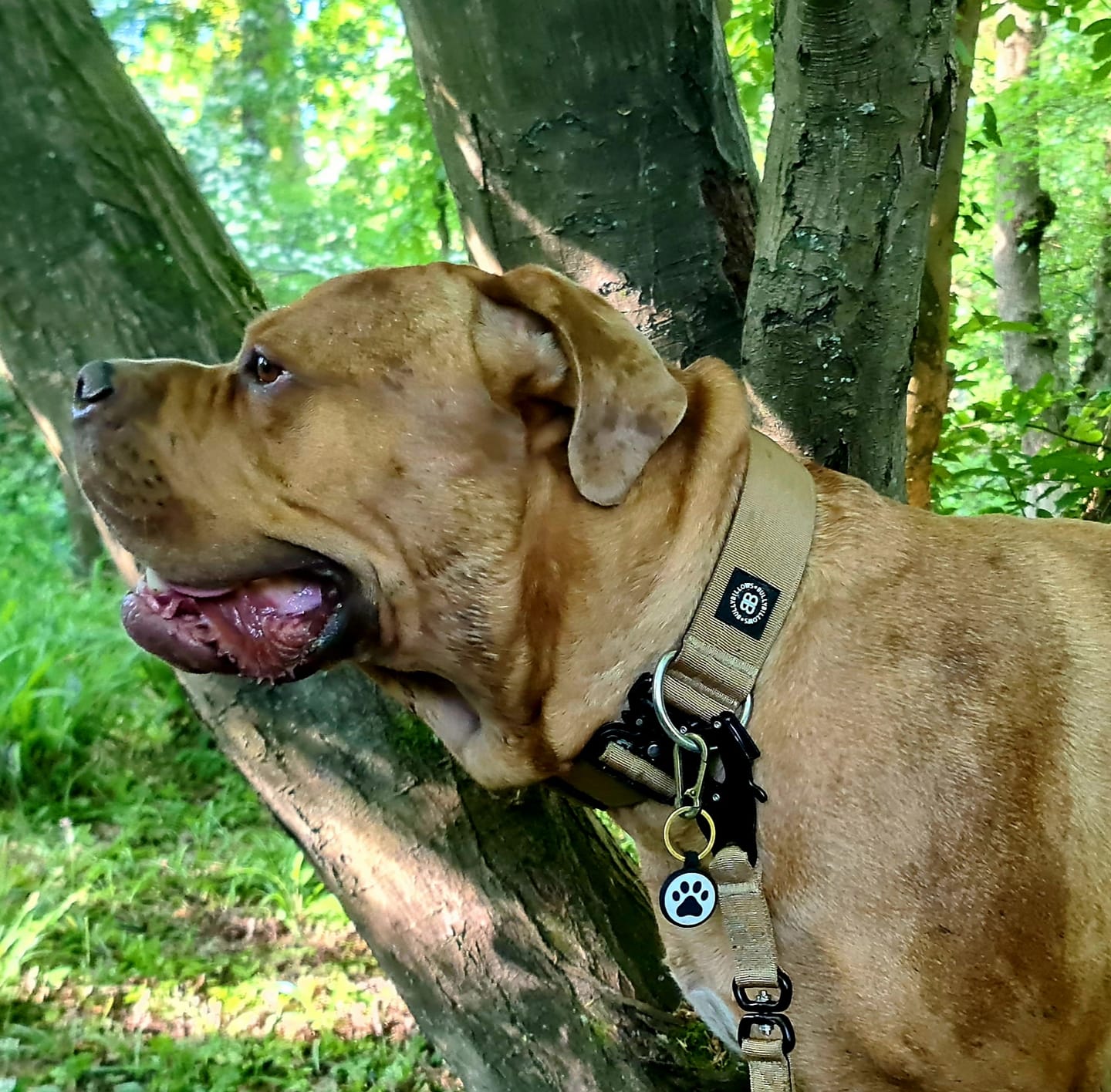 Customer photo review of 1.4m Swivel Combat Lead | Anti-Tangle & Secure Clip - Tan