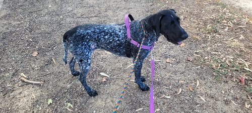 Johanna T. review of Soft Rope Slip Lead 8mm image 1 out of 1