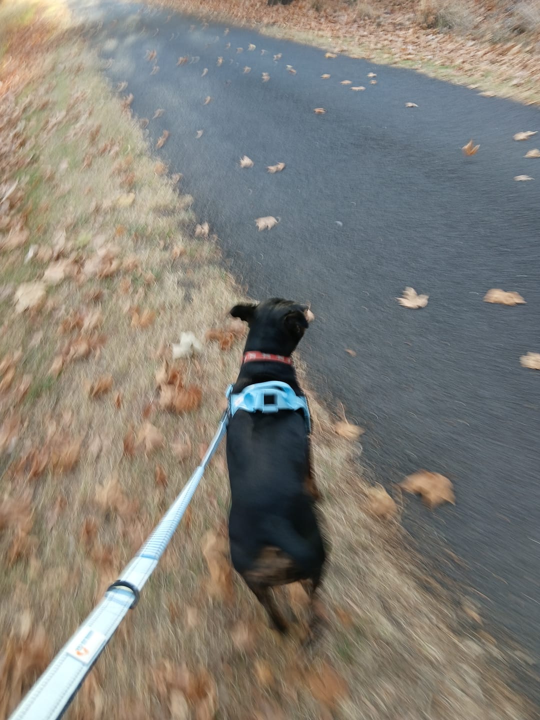 Customer photo review of No Pull Harness & Leash Set