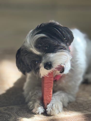 Customer photo review of 6 Inch Standard Bully Stick
