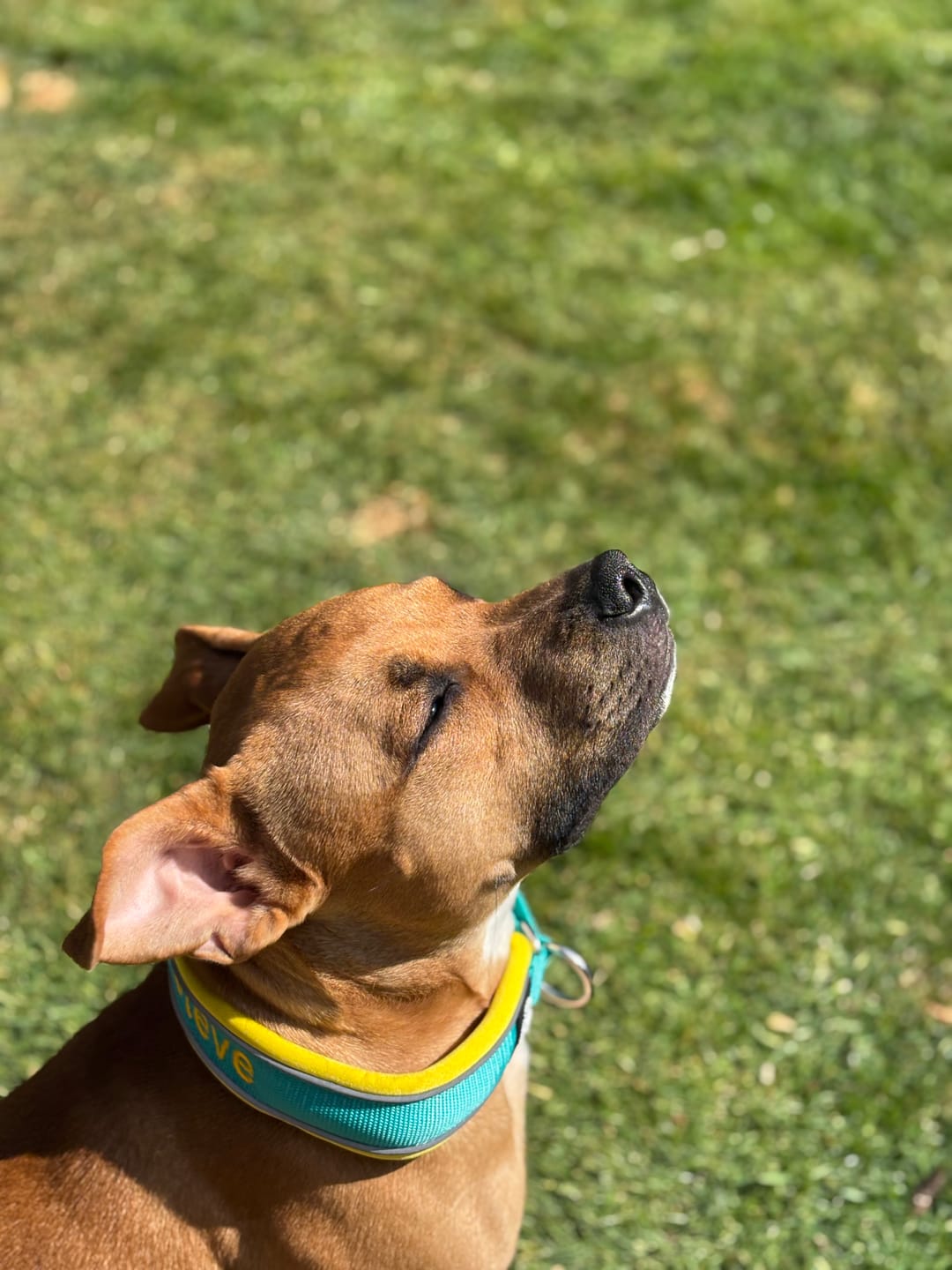 Customer photo review of 4cm Slip on Collar | Foam Padded - Turquoise x Yellow