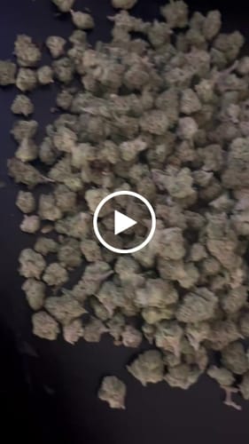 Customer video review of Alien OG - 14 Grams - Minis (Indica)