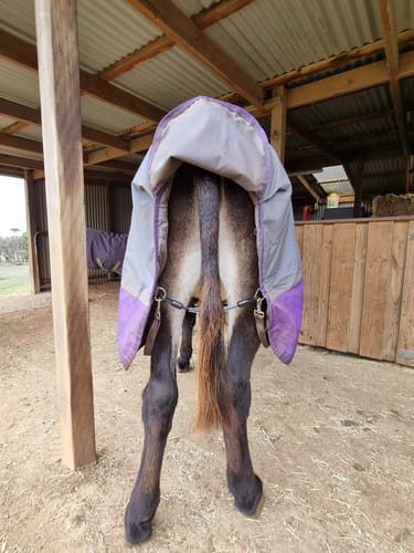 Customer photo review of LE Wipe-Clean Tailcord