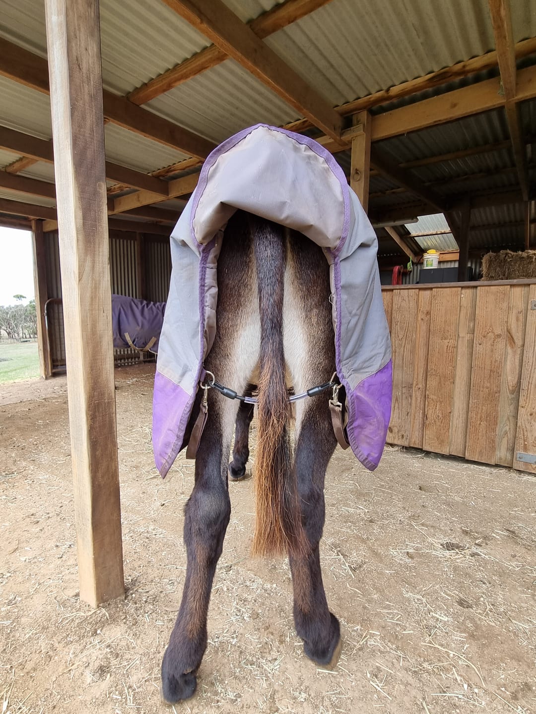 Customer photo review of LE Wipe-Clean Tailcord