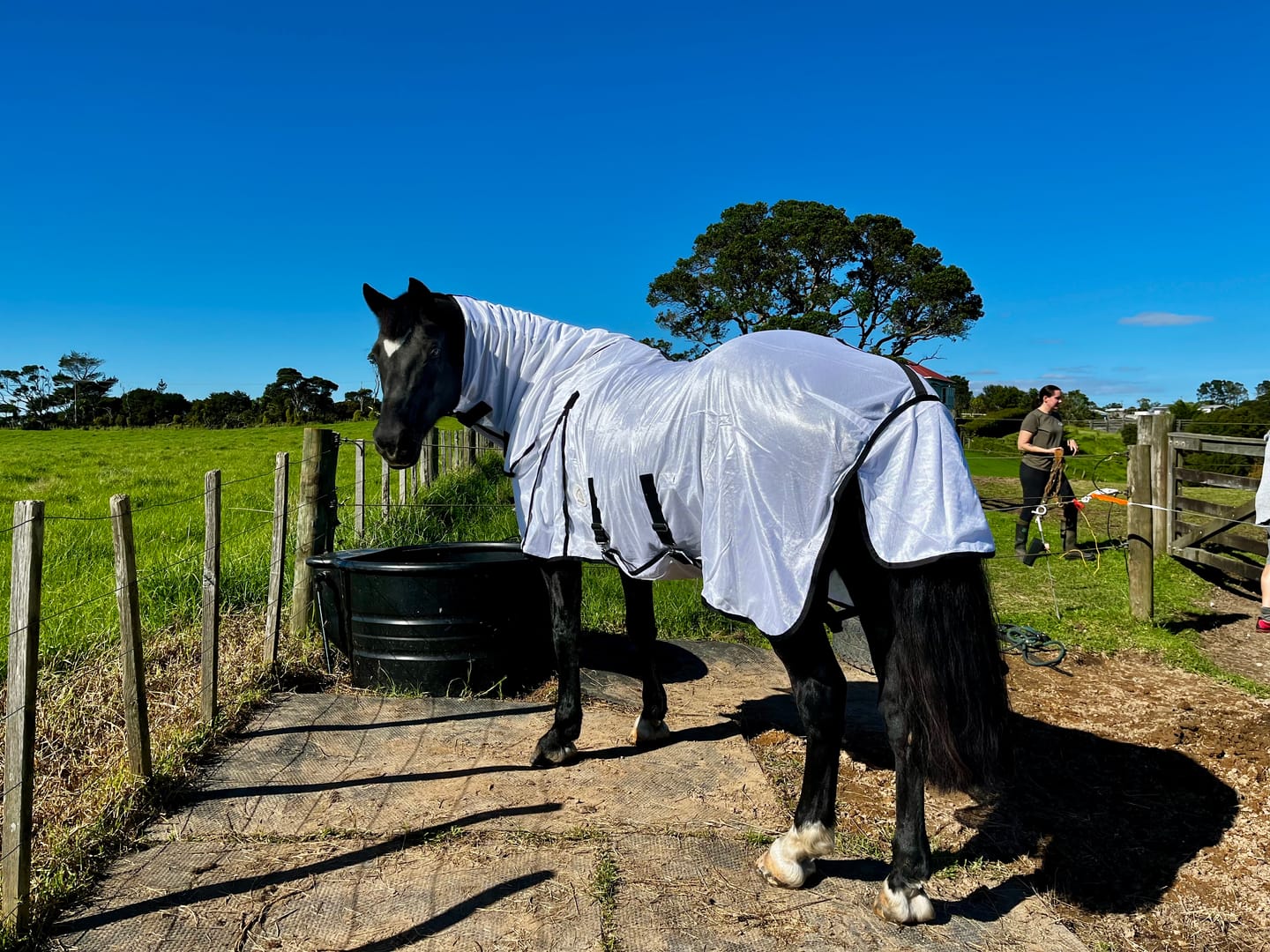 Customer photo review of Digestive EQ - Equine Gut Supplement