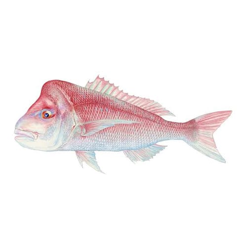 Customer photo review of 5KG Snapper Fillets (Skinned and Boned) Frozen