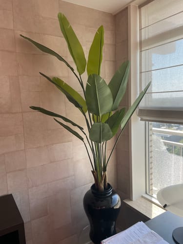 Customer photo review of Strelitzia Kunstplant 160cm