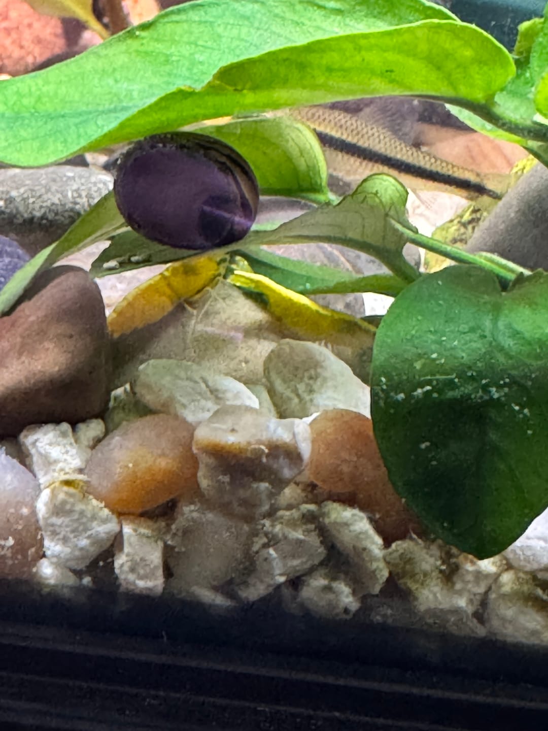 Customer photo review of Neon Yellow Shrimp "NEW"