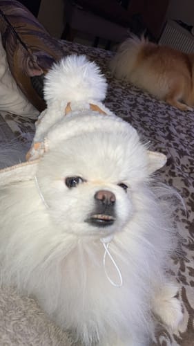 Customer photo review of Acondicionador Mascotas Carbón y Keratina Igroom