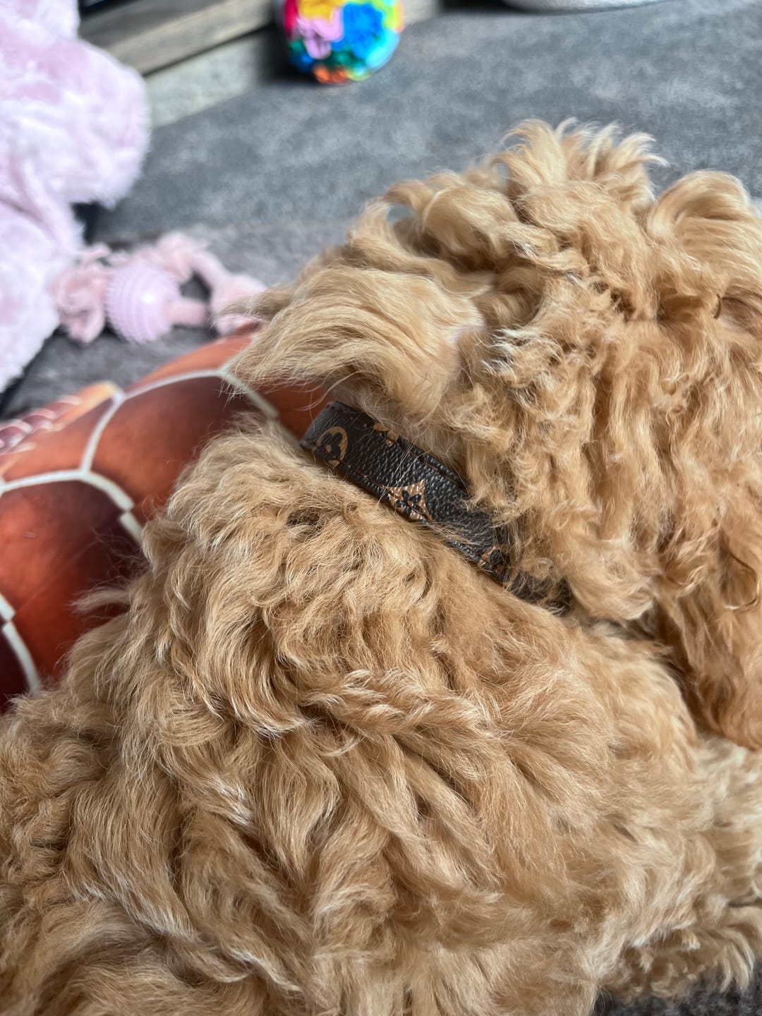 Customer photo review of Premium Vintage Leather Dog Leash