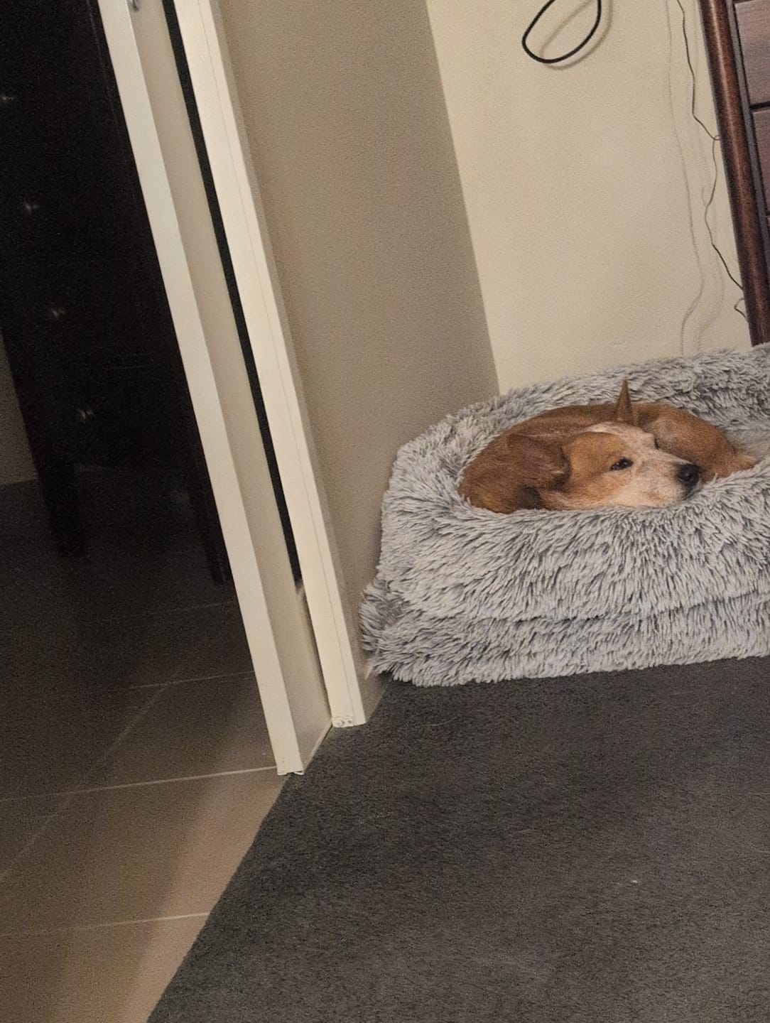 Customer photo review of PaWz Pet Boucle Bed for Dog & Cat