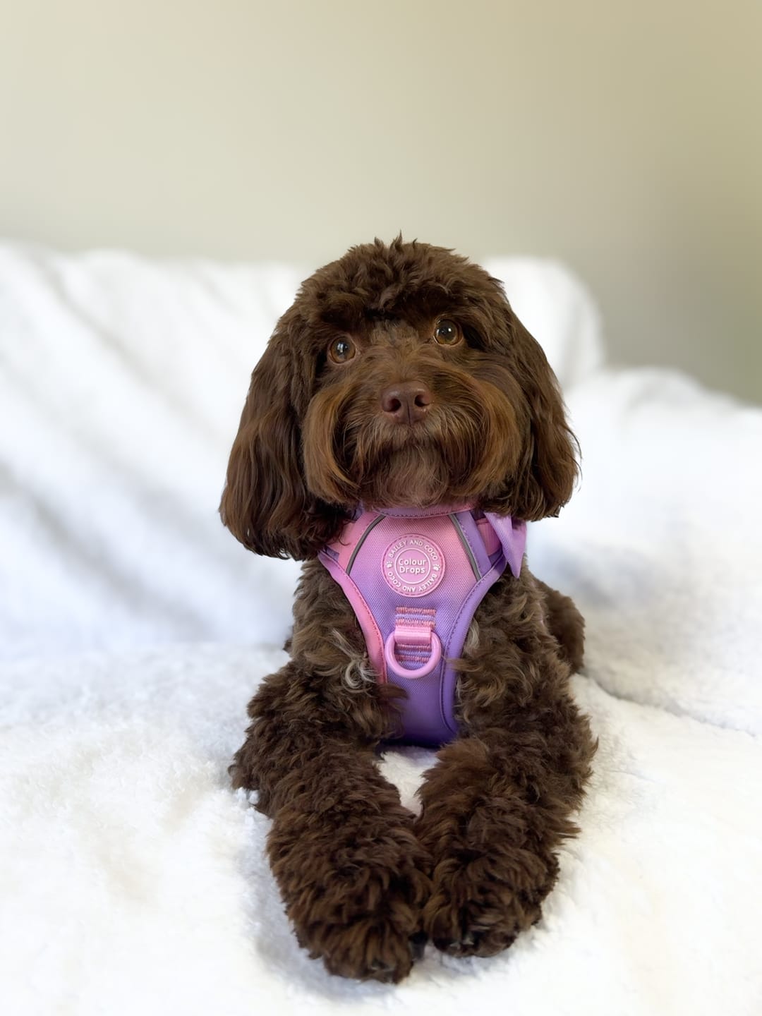 Customer photo review of Trail & Glow Dog Harness - COLOUR DROPS® - Love that for you