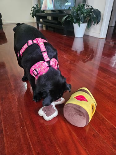 Customer photo review of TWOMOODLES BURROW DOGEMITE WITH MINI TOASTS