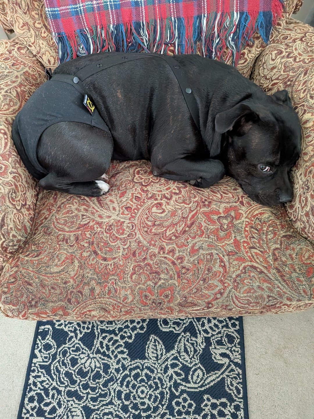 Customer photo review of Staffordshire Bull Terrier 1935® Hygiene Panties with Suspenders - Midnight