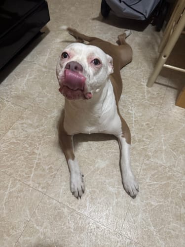 Customer photo review of 12 Inch Monster Bully Stick