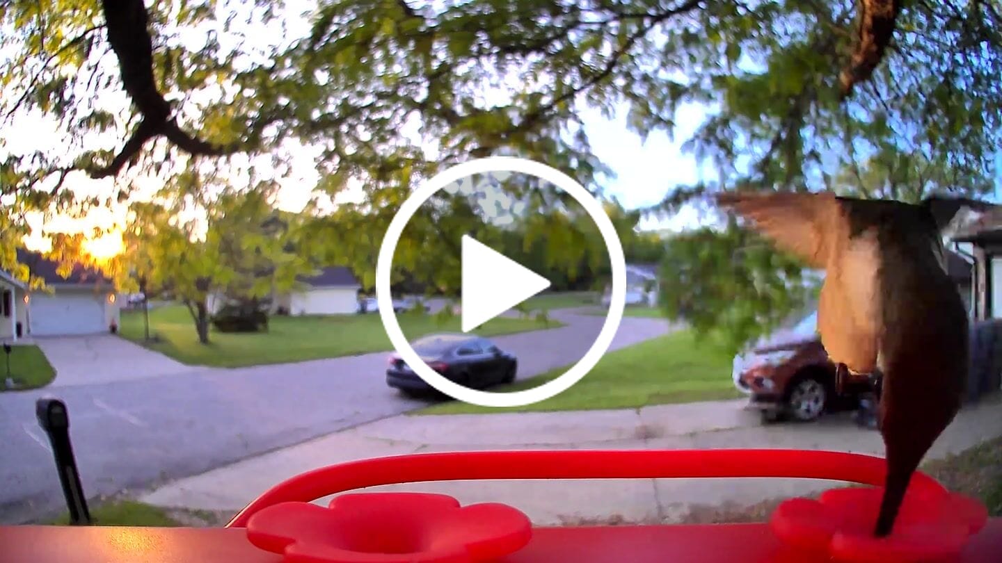 Customer video review of Birdfy Hum Feeder - Hummingbird Feeder with Camera
