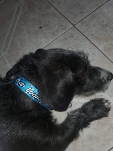 Customer photo review of Collar personalizado para Mascota: Mandala