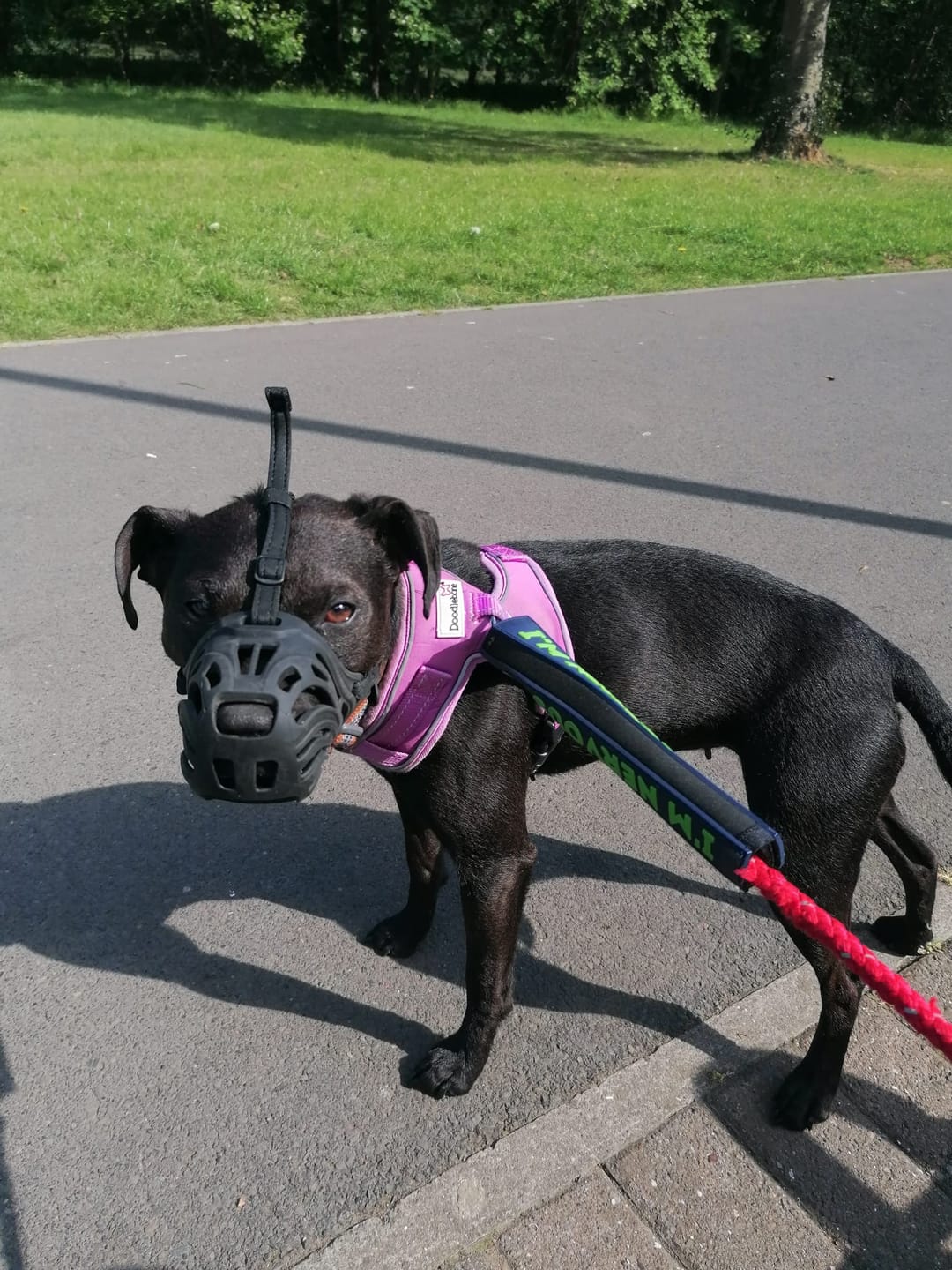 Customer photo review of Muzzle | Flexi & Legal Requirement - S-XL Breeds - Black