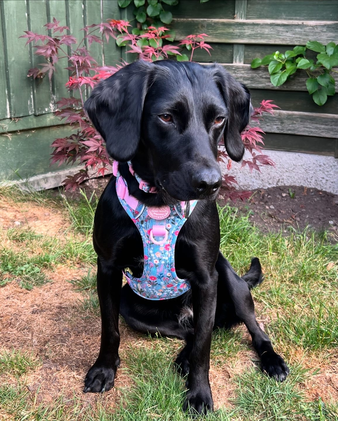 Customer photo review of Tough Trails™ Harness -  Whimsical Wildflowers