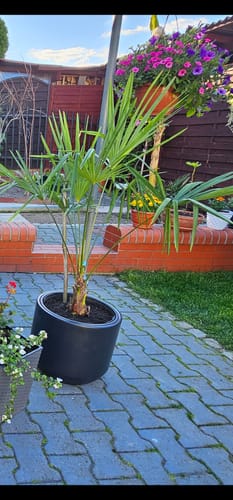 Customer photo review of Trachycarpus fortunei "Plovdiv" 110-130 cm