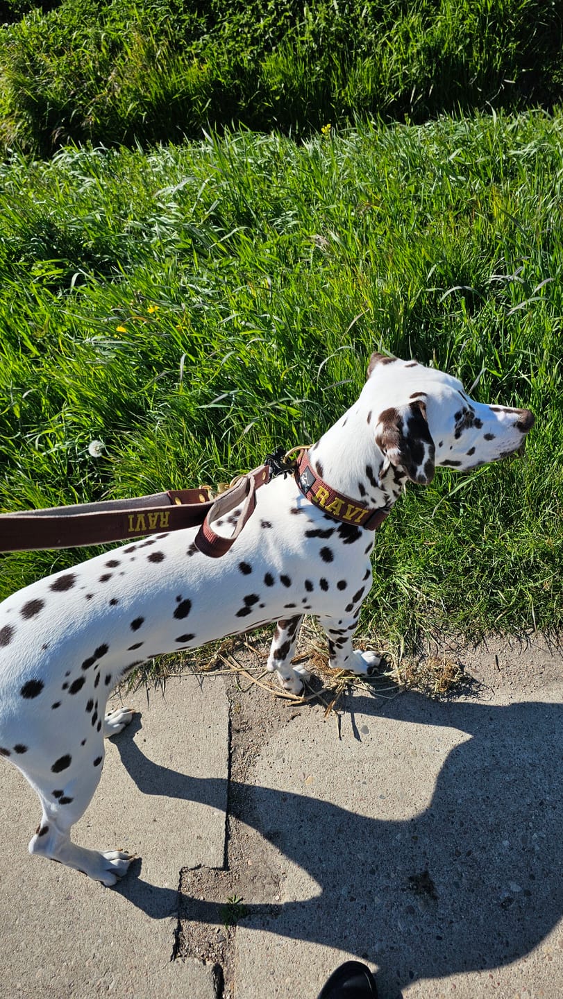 Customer photo review of Smycz przepinana dla psa z imieniem - Personal Multi Leash