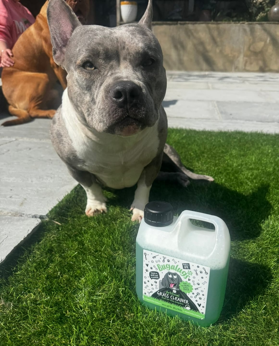 Customer photo review of Artificial Grass Cleaner in Fresh Cut Grass Fragrance