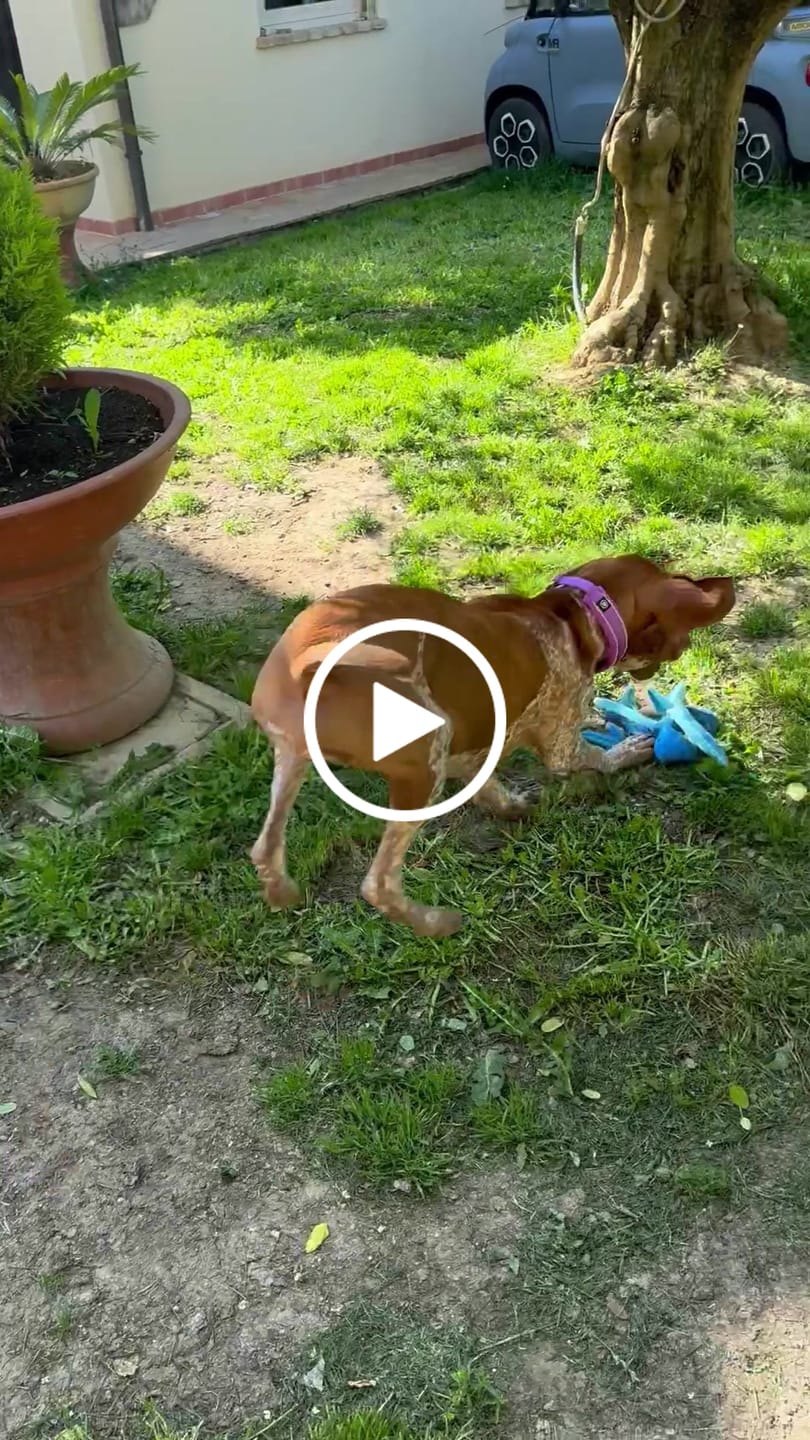 Customer video review of 3cm Slip on Collar | Foam Padded - Purple