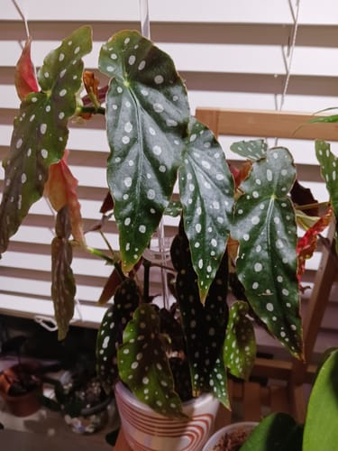 Customer photo review of Begonia maculata