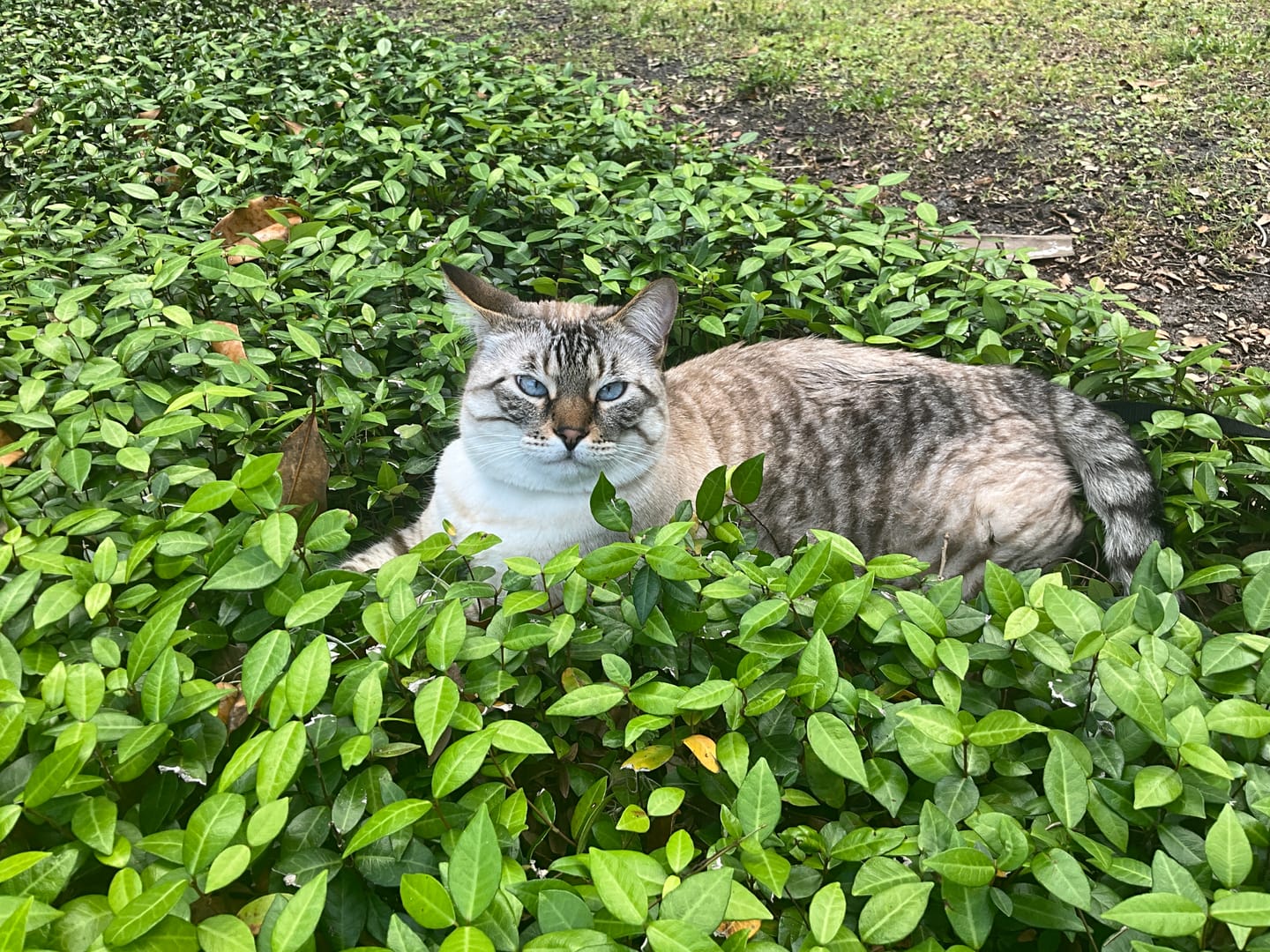 Customer photo review of KING KALM CBD 75mg - Small Dog & Cat Formula  20lbs or less