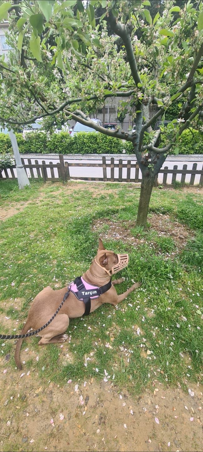 Customer photo review of MellowPurr Özelleştirilebilir No Pull Köpek Tasması