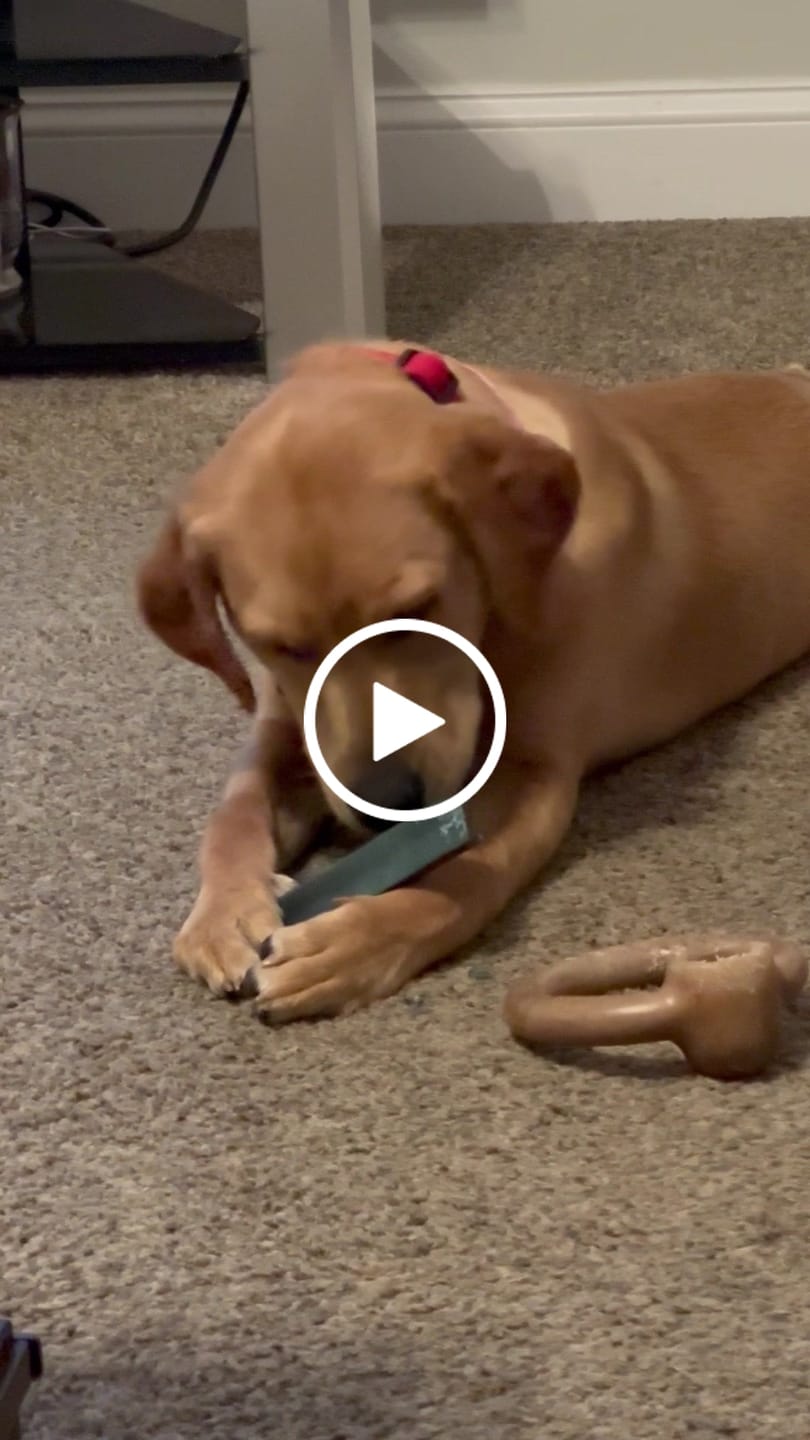 Customer video review of Coconut Yak Chews