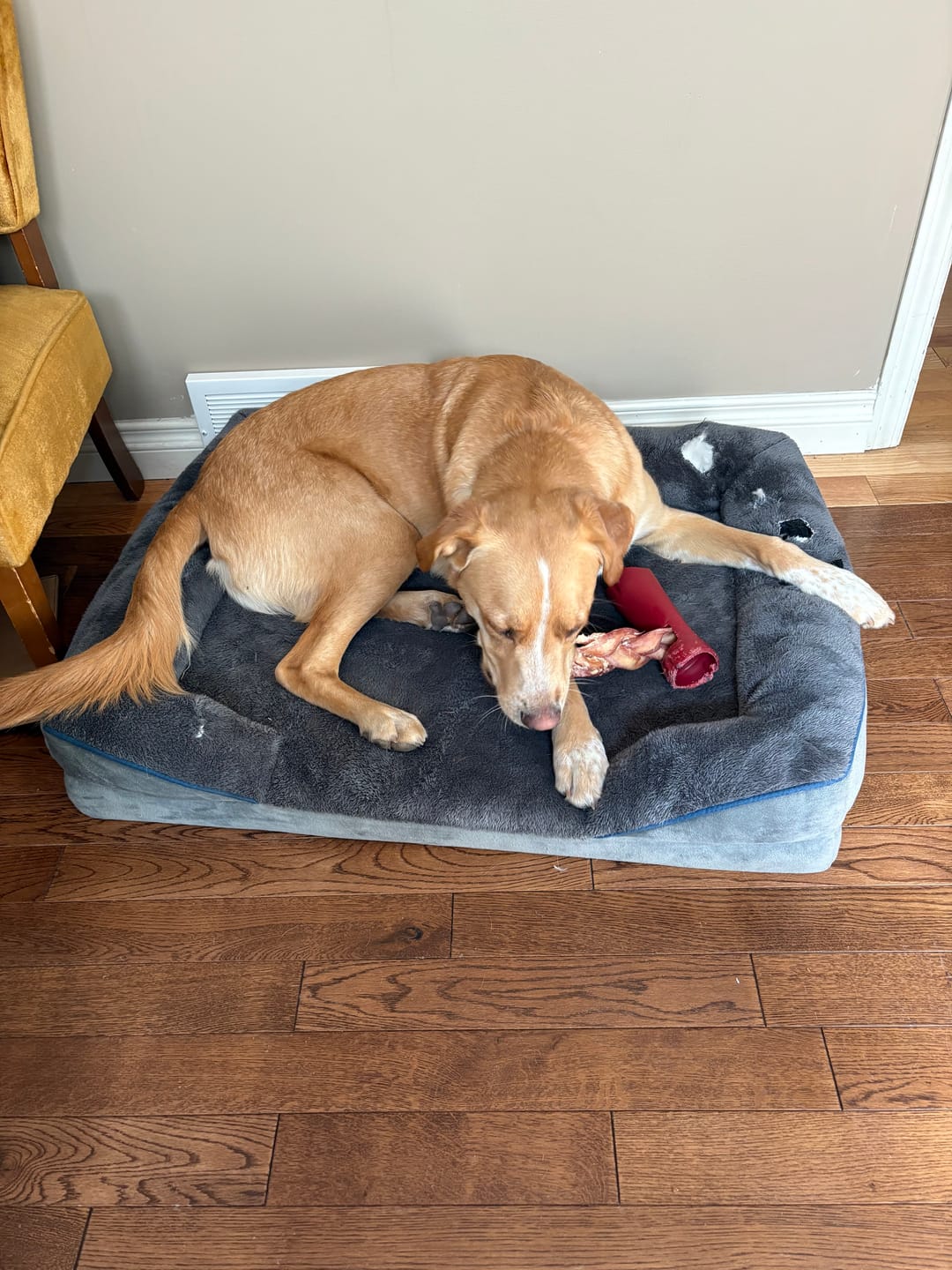 Customer photo review of 12 Inch Monster Braided Bully Stick