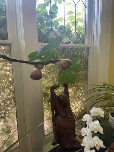 Customer photo review of Plant Food