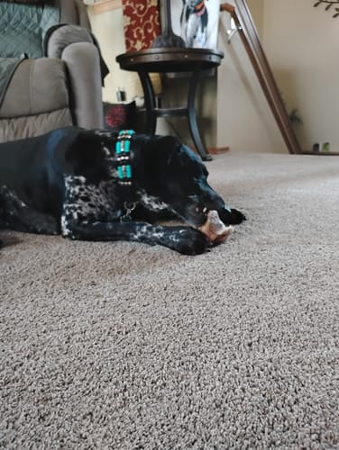 Customer photo review of Ostrich Knuckle (Medium – 4" x 3"): The Perfect Chew for Small to Medium Dogs & Sensitive Stomachs