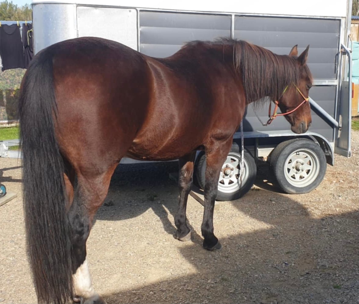 Customer photo review of Daily Balance - Equine Minerals & Vitamins