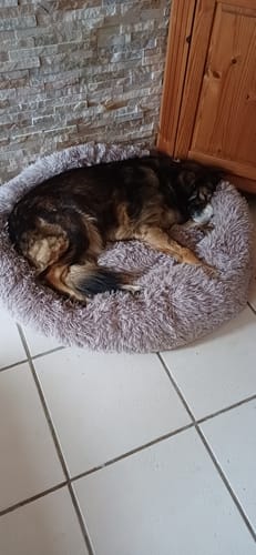 Customer photo review of Puppery Hundebett Wolke 7 - Das Original