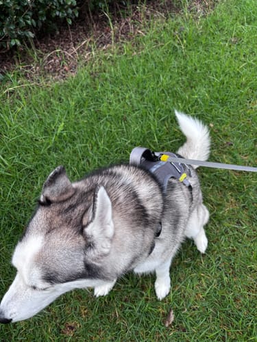 Customer photo review of FIDA No Pull Harness