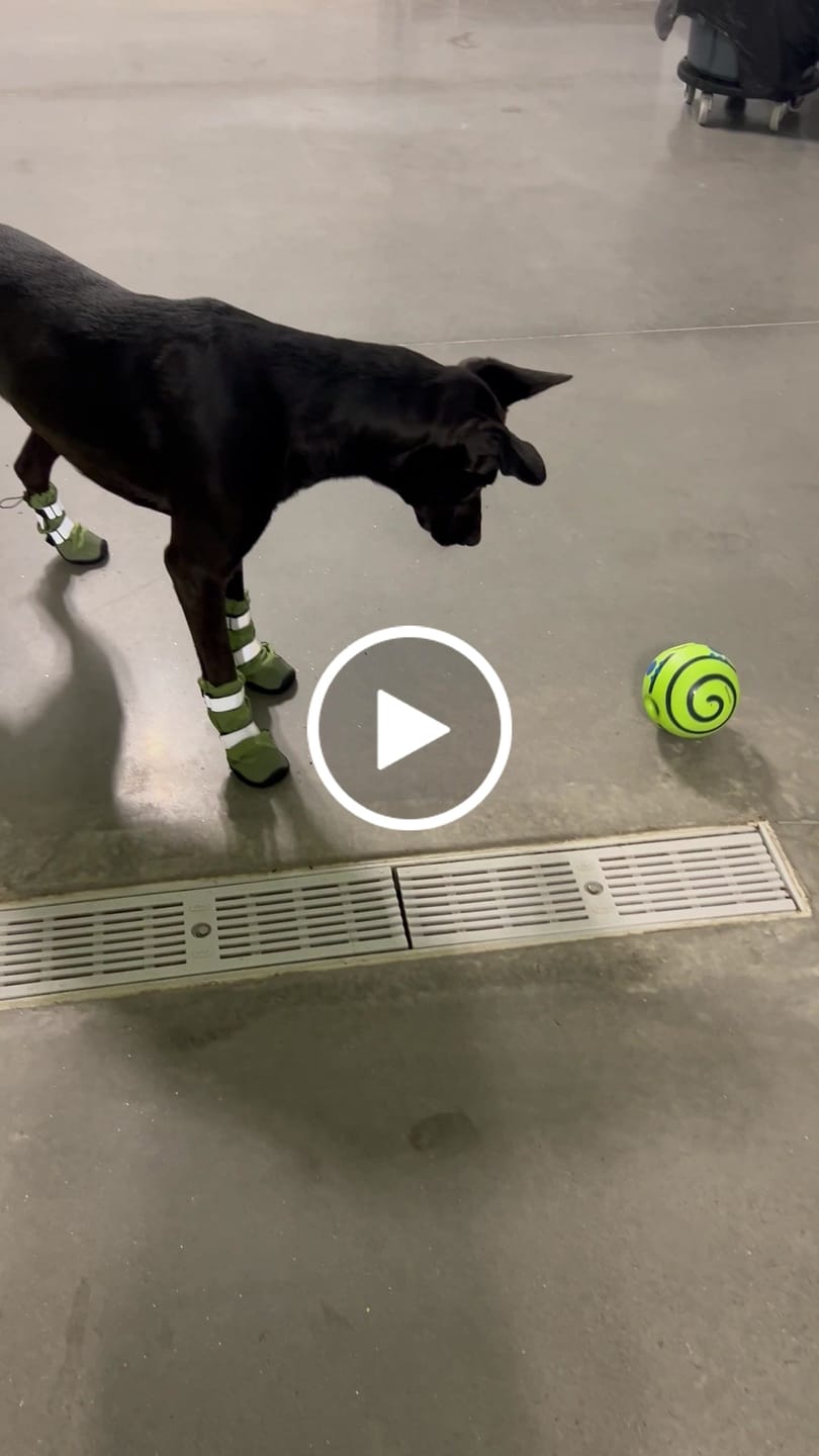 Customer video review of Flex Shell Waterproof Dog Boots - Green