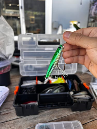 Customer photo review of Fisherman's Life® Jiggy Jigs 20g, 30g, 40g 50g (Four Color Variations)