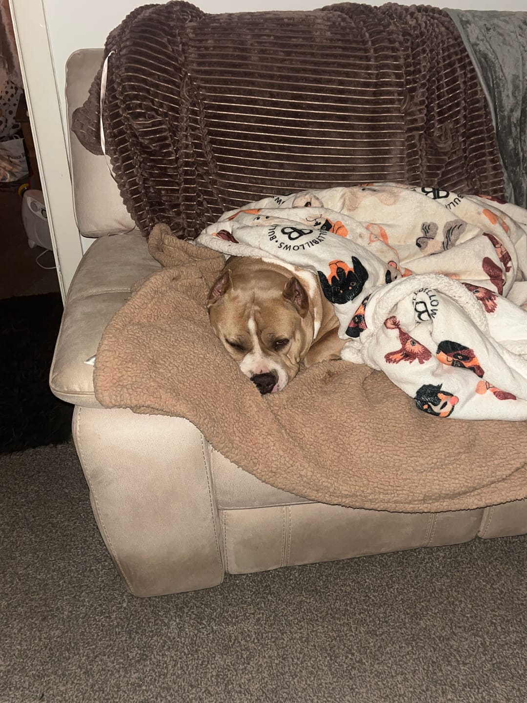 Customer photo review of Luxury Dog & Human Blanket