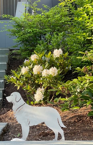 Customer photo review of Gartenstecker Golden Retriever