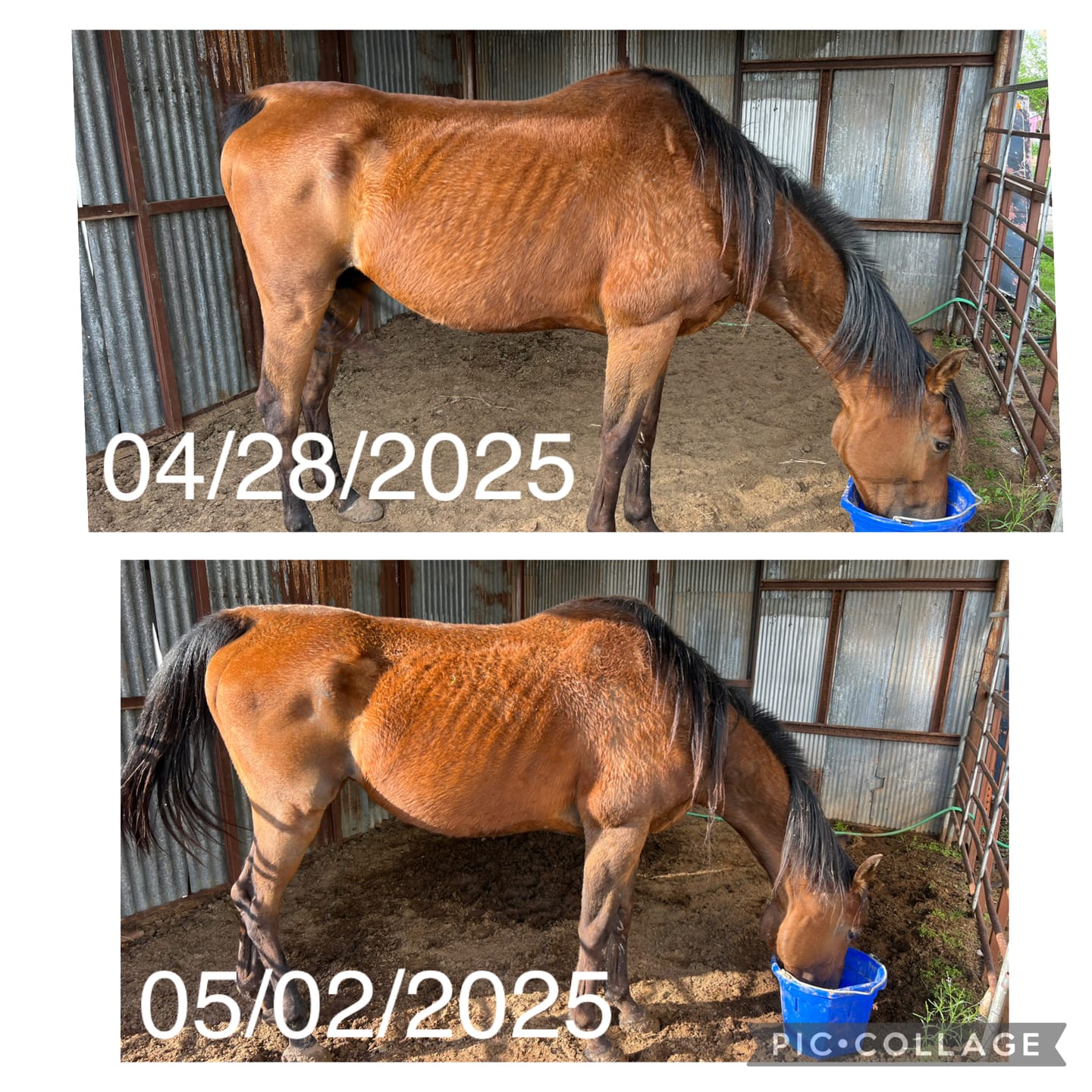 Customer photo review of Equine Aloe Vera Juice