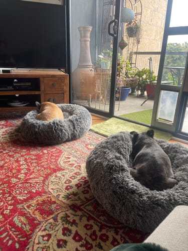 Customer photo review of PaWz Premium Calming Pet Bed with Removable Cover