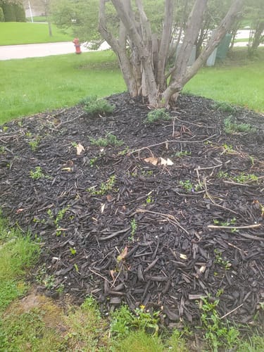 Customer photo review of Vinca Minor Bowles 50 count Flat
